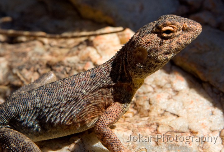 Larapinta_20080611_473 copy.jpg - Central Netted Dragon  (Ctenophorus nuchalis) , Brinkley Bluff